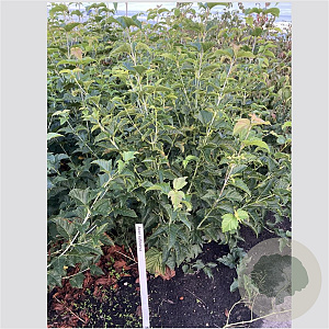 Acer rufinerve 125-150 cm 12L