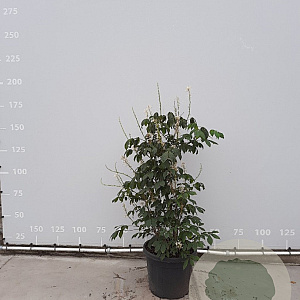 Aesculus parviflora 100-125 cm met kluit