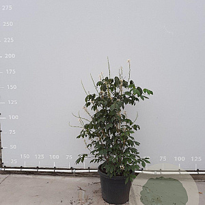 Aesculus parviflora 100-125 cm met kluit