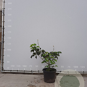 Aesculus parviflora 60-80 cm met kluit