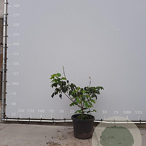 Aesculus parviflora 60-80 cm met kluit