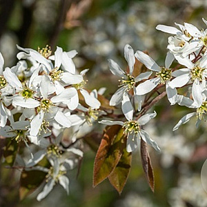 Amelanchier lamarckii 125-150 cm 12L