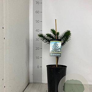 Araucaria araucana 30-40 cm 4,0L