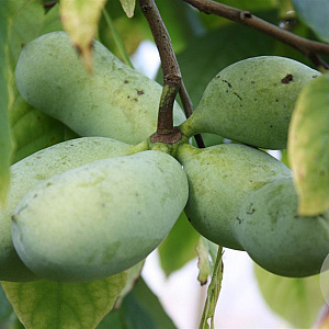 Asimina triloba 40-60 cm 5,0L