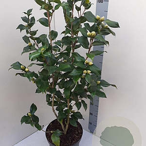 Camellia j. 'Brushfield's Yellow' 60-80 cm 7,5L