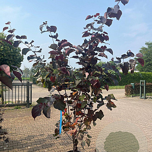 Cercis can. 'Forest Pansy' 175-200 cm 20L