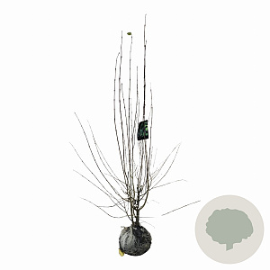 Cercidiphyllum japonicum 125-150 cm met kluit