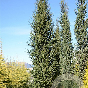 Cedrus l. 'Fastigiata' 80-100 cm met kluit