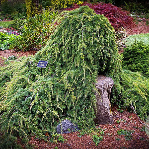 Cedrus l. 'Sargentii' 80-100 cm met kluit