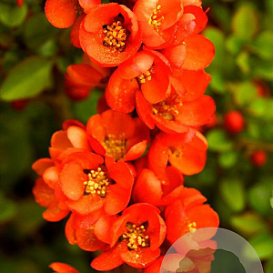 Chaenomeles j. 'Sargentii' 70 cm 2,0L