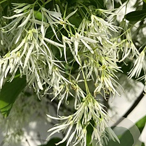 Chionanthus virginicus 50-60 cm met kluit