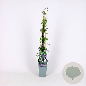 Clematis alpina 70 cm 2,0L