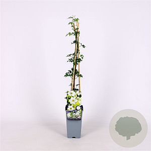 Clematis 'Early Sensation' 70 cm 2,0L