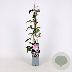 Clematis 'Fragrant Spring' 70 cm 2,0L