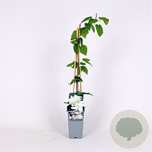 Clematis 'Mevrouw Le Coultre' 70 cm 2,0L