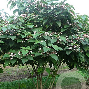 Clerodendrum trichotomum fargesii 175-200 cm met kluit