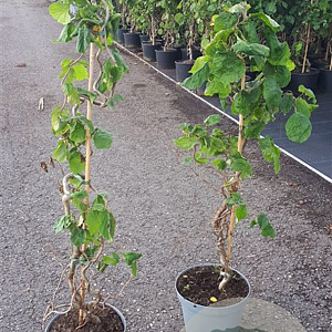 Corylus a. 'Contorta' 100-125 cm 7,5L