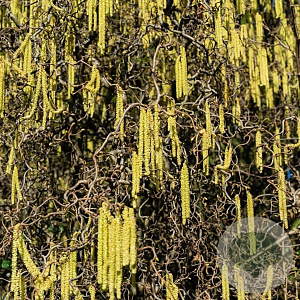 Corylus a. 'Contorta' 150-175 cm met kluit solitair