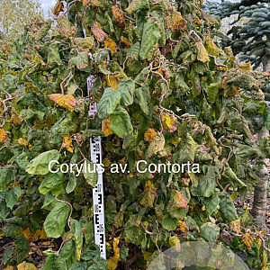 Corylus a. 'Contorta' 175-200 cm met kluit solitair