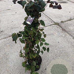 Corylus 'Red Majestic' 80-100 cm met kluit