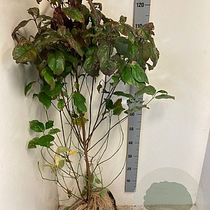 Cornus florida 125-150 cm met kluit