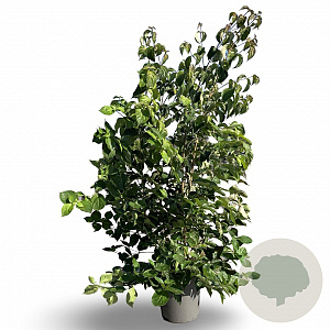 Cornus kousa chinensis 100-125 cm 12L
