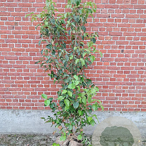Cornus kousa chinensis 150-175 cm met kluit