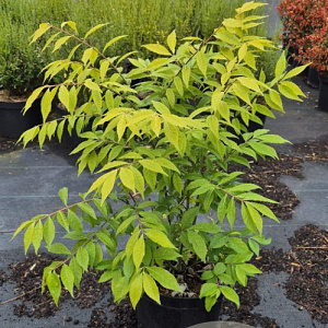 Euonymus alat. 'Compactus' 50-60 cm 7,5L