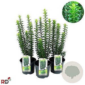 Euonymus jap. 'Green Rocket' 40-50 cm 3,0L