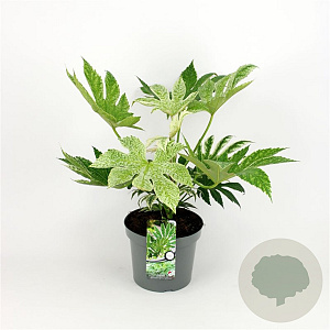 Fatsia japonica 'Spider's Web' 30-40 cm 5,0L