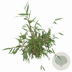 Fargesia scabrida 'Asian Wonder' 50-60 cm 5,0L
