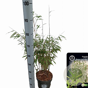 Fargesia scabrida 'Asian Wonder' 50-60 cm 5,0L