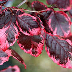 Fagus syl. 'Tricolor' 150-175 cm met kluit