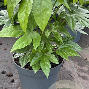 Fatsia japonica 60-80 cm 7,5L