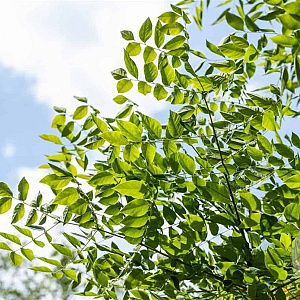Gymnocladus dioica 125-150 cm met kluit