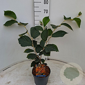 Hamamelis int. 'Jelena' 40-50 cm 3,0L