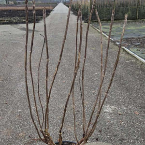Hydrangea asp. 'Macrophylla' 80-100 cm 15L