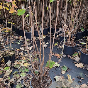 Hydrangea asp. 'Macrophylla' 80-100 cm 15L