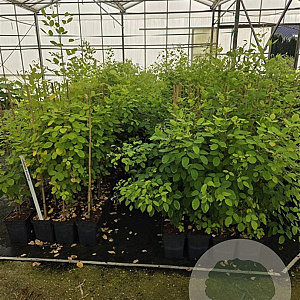 Lespedeza thunbergii 80-100 cm 5,0L