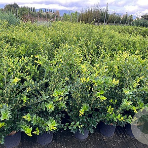 Ligustrum j. 'Texanum' 40-50 cm 5,0L