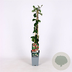 Lonicera per. 'Belgica' 70 cm 2,0L