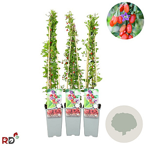 Lycium barbarum 70 cm 2,0L