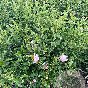 Magnolia 'George Henry Kern' 80-100 cm met kluit
