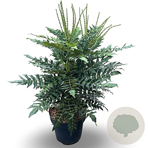 Mahonia media 'Winter Sun' 60-80 cm 12L
