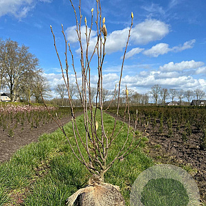 Magnolia soulangeana 80-100 cm met kluit