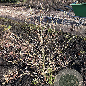 Magnolia st. 'Royal Star' 100-125 cm met kluit