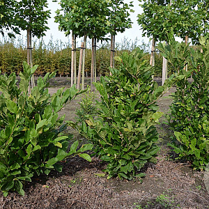 Magnolia st. 'Royal Star' 80-100 cm met kluit