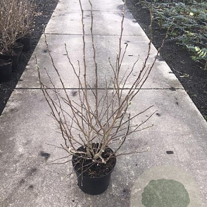 Magnolia st. 'Royal Star' 80-100 cm met kluit