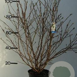 Magnolia stellata 80-100 cm met kluit