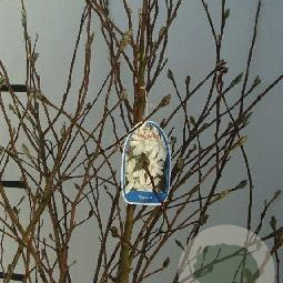 Magnolia stellata 80-100 cm met kluit